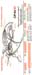 CPAir 004